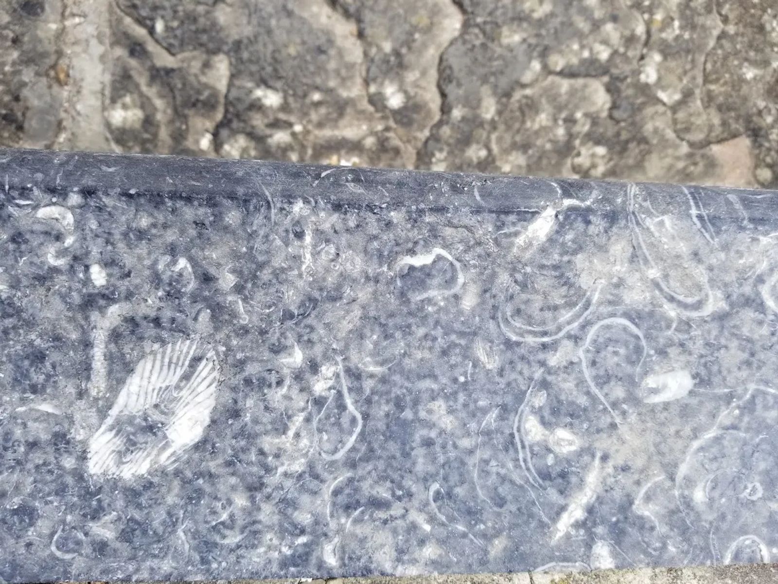 Photo of The fossils in the steps leading to the Cliffs of Moher overlook.