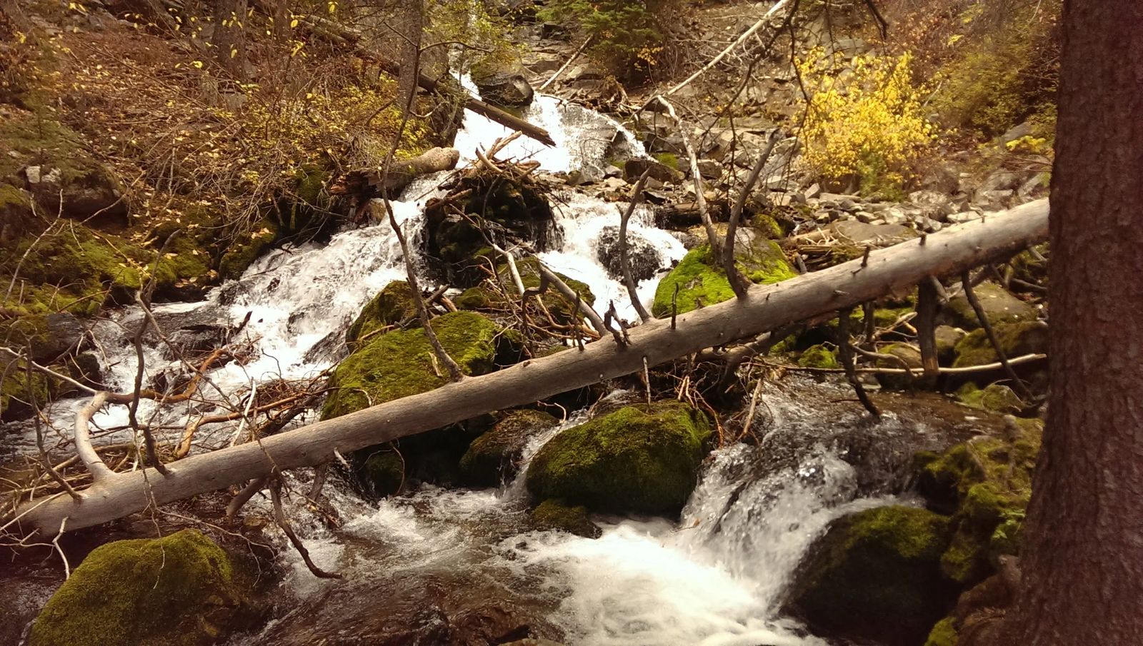 Photo of a creek in Montana
