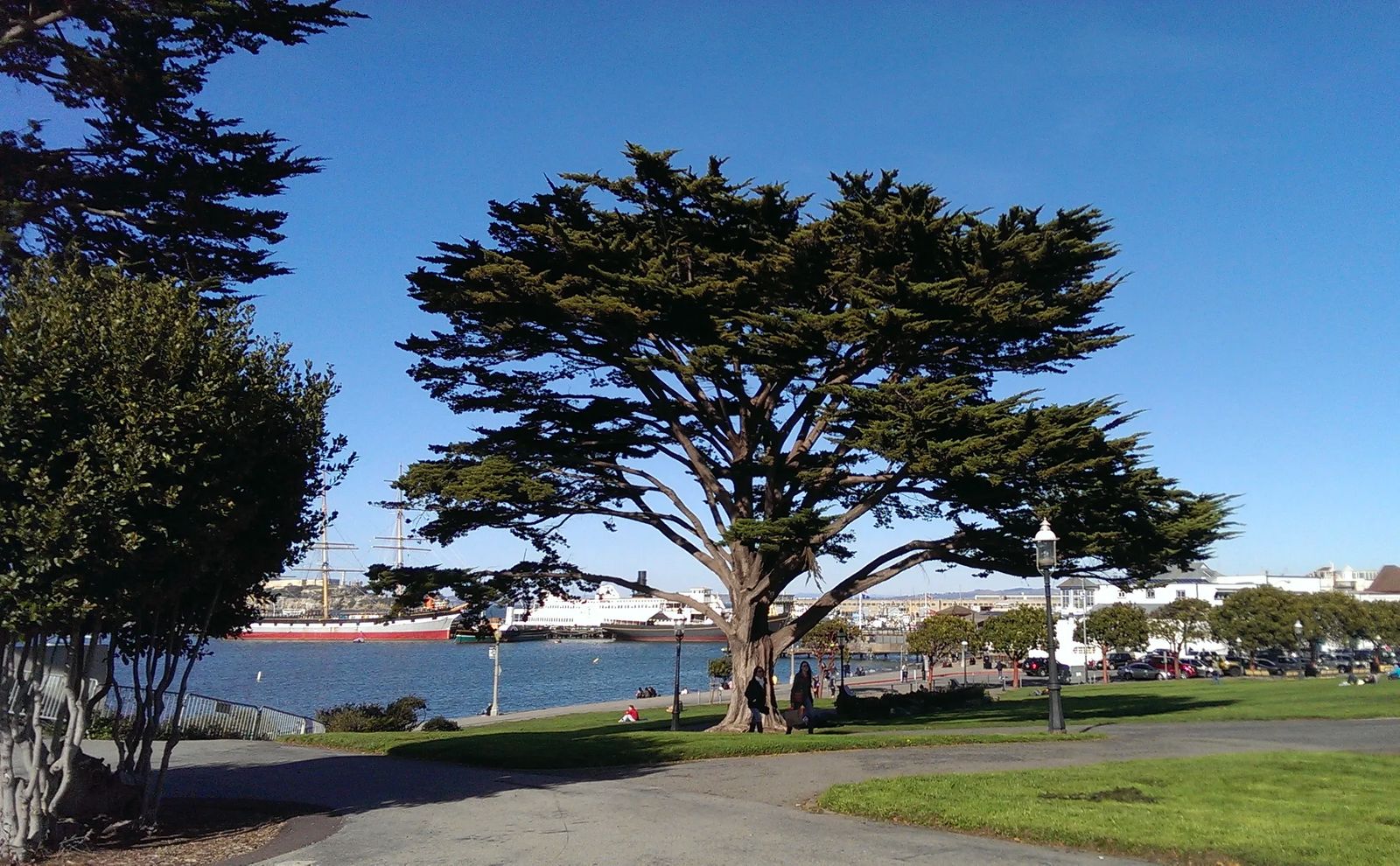 Photo of an unusually lovely tree, near the bay in San Francisco, California