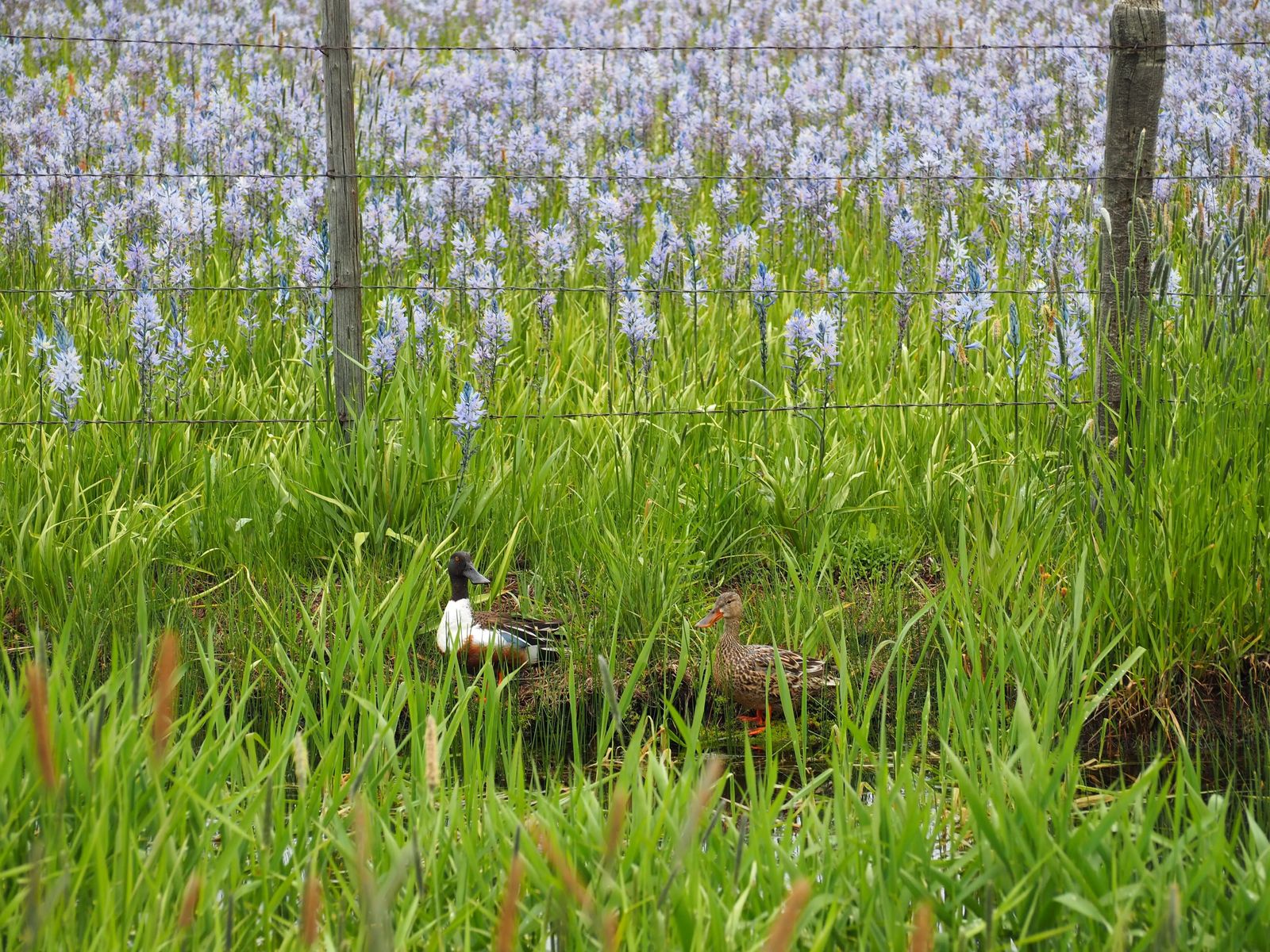 Photo of ducks at Camas Centennial Marsh