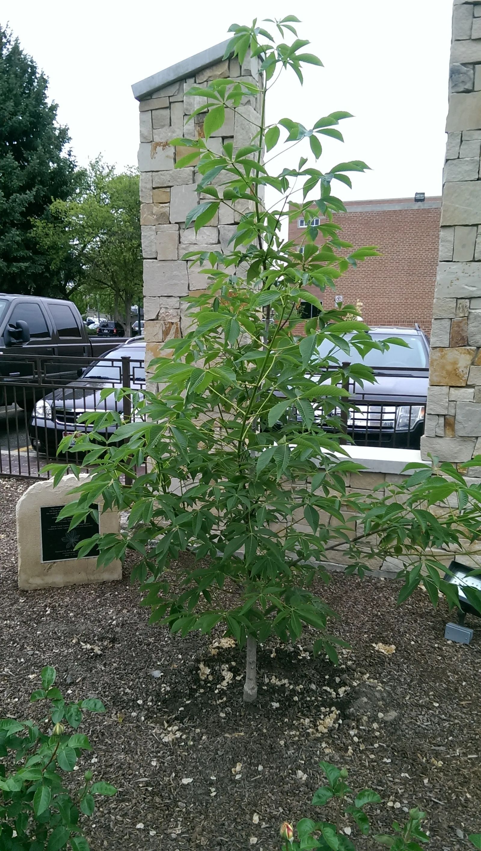 Photo of Anne Frank's White Horse Chestnut Tree sapling in Boise, Idaho