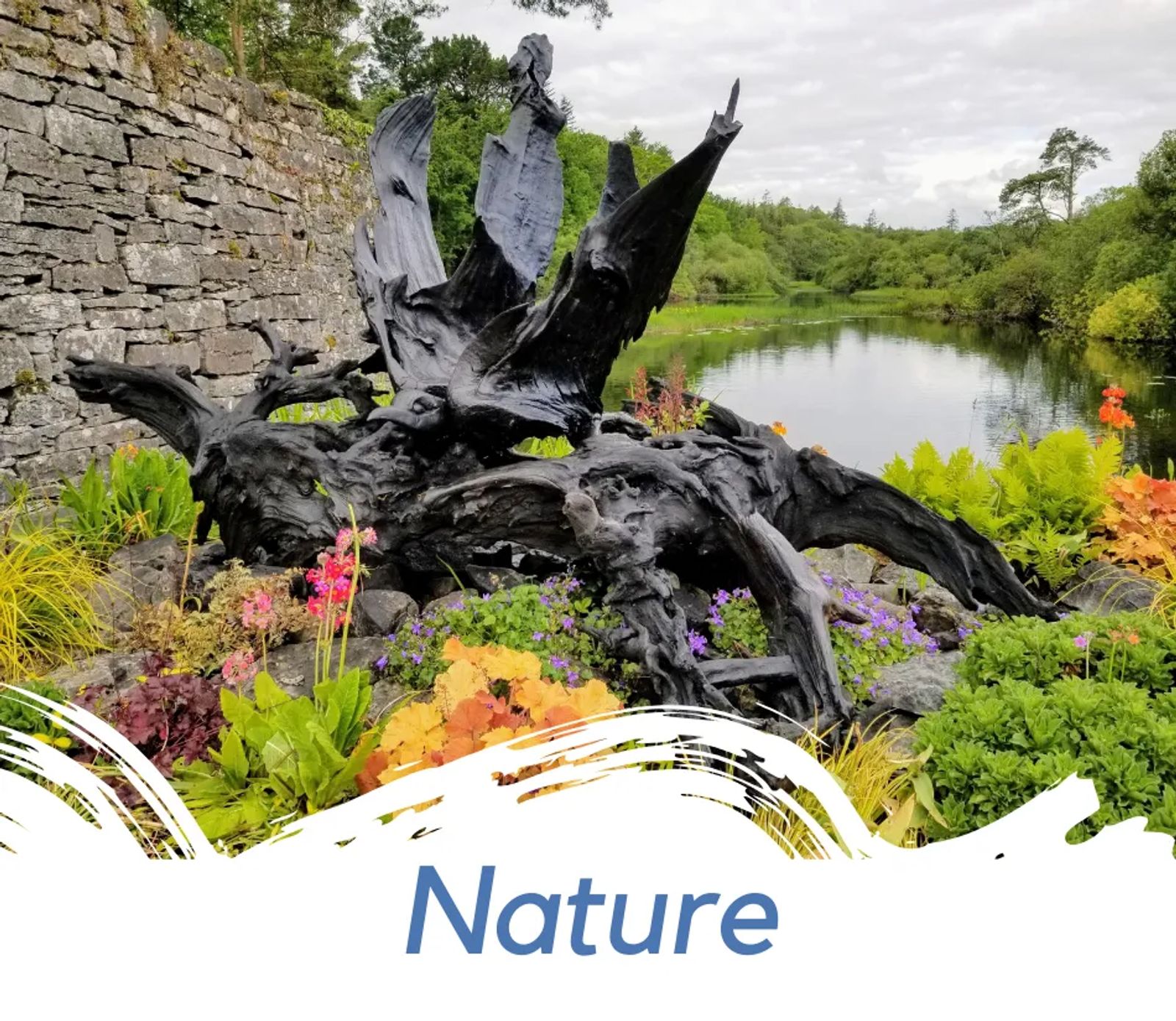 Preserved bog oak in Cong, Ireland