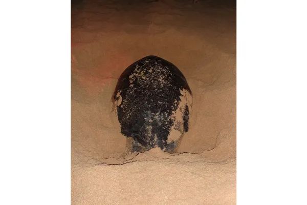 Photo of Ascension Island sandy beach on which a green turtle is laying eggs at night