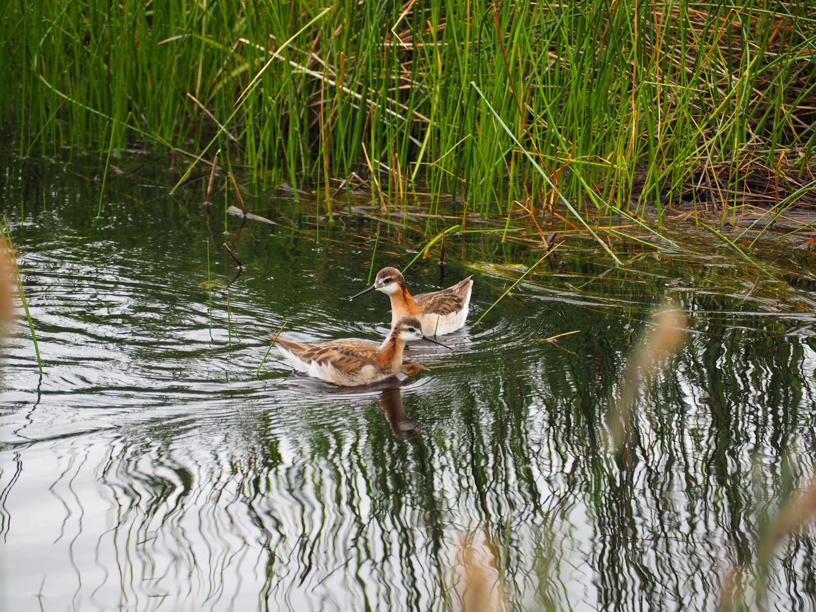 Photo of phalaropes at Camas Centennial Marsh