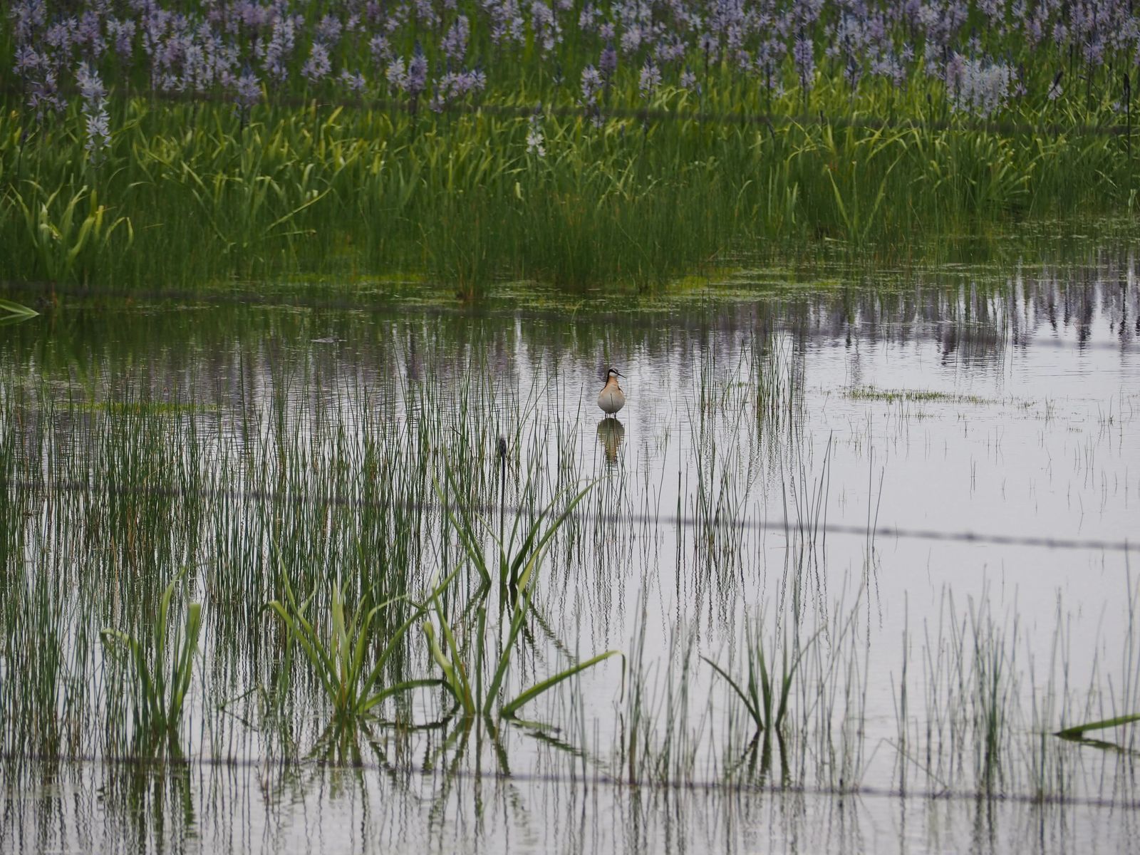 Photo of wading bird at Camas Centennial Marsh