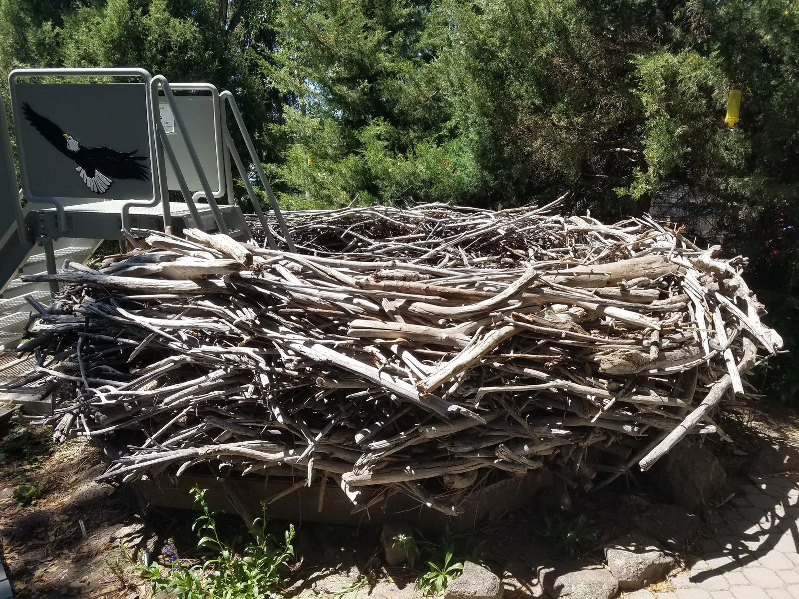 Photo of a bald eagle nest at the MK Nature Center in Boise, Idaho