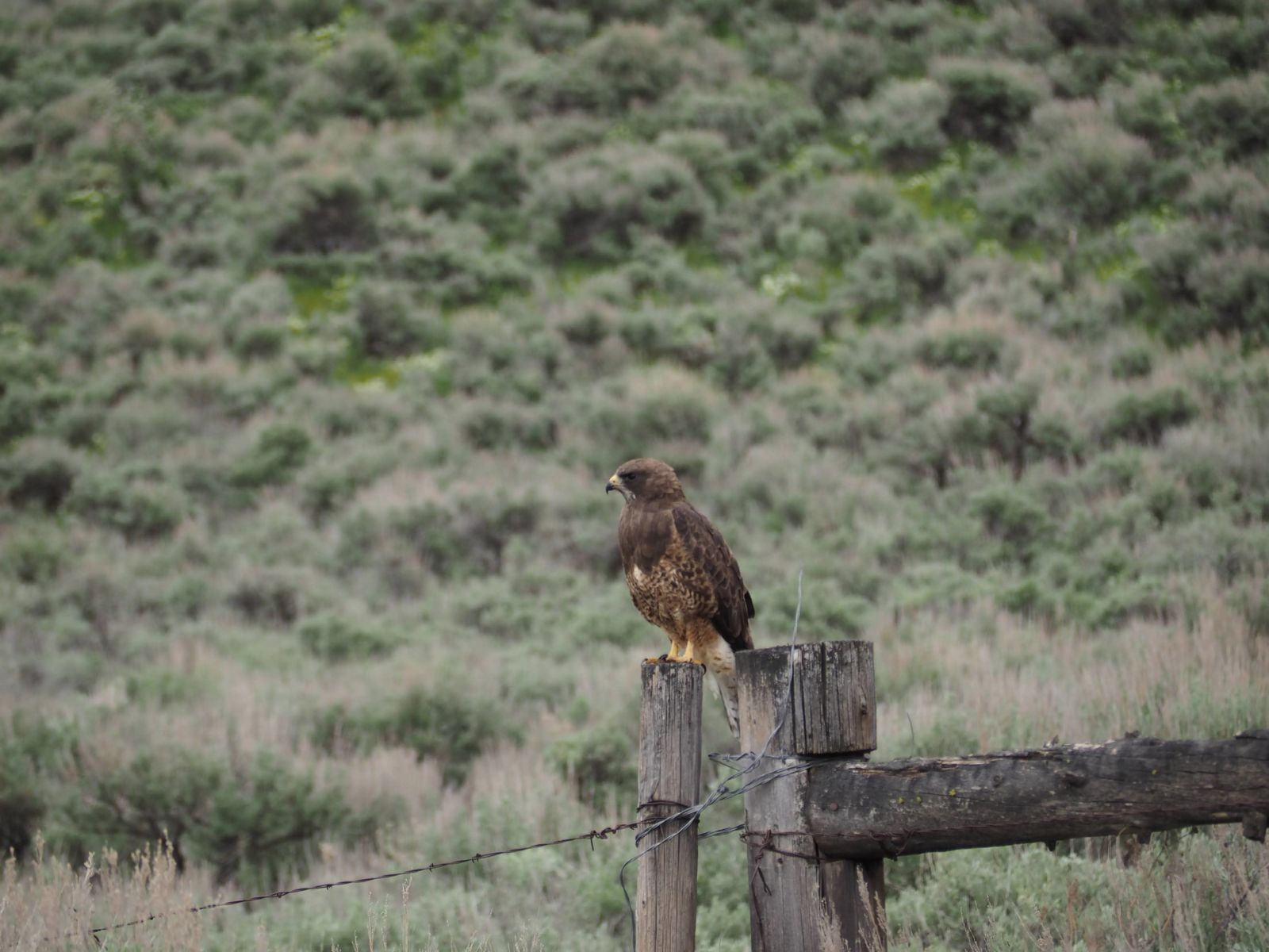Photo of hawk at Camas Centennial Marsh