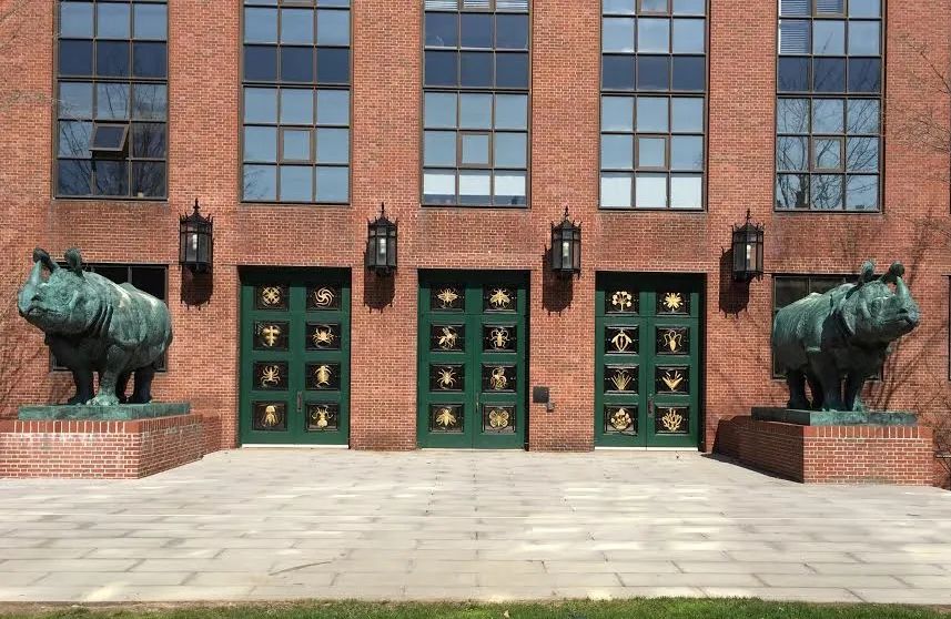 Photo of Two life-size Indian Rhinoceros statues that guard the doors to the School of Cellular and Molecular Biology, at Harvard University, in Boston, Massachusetts