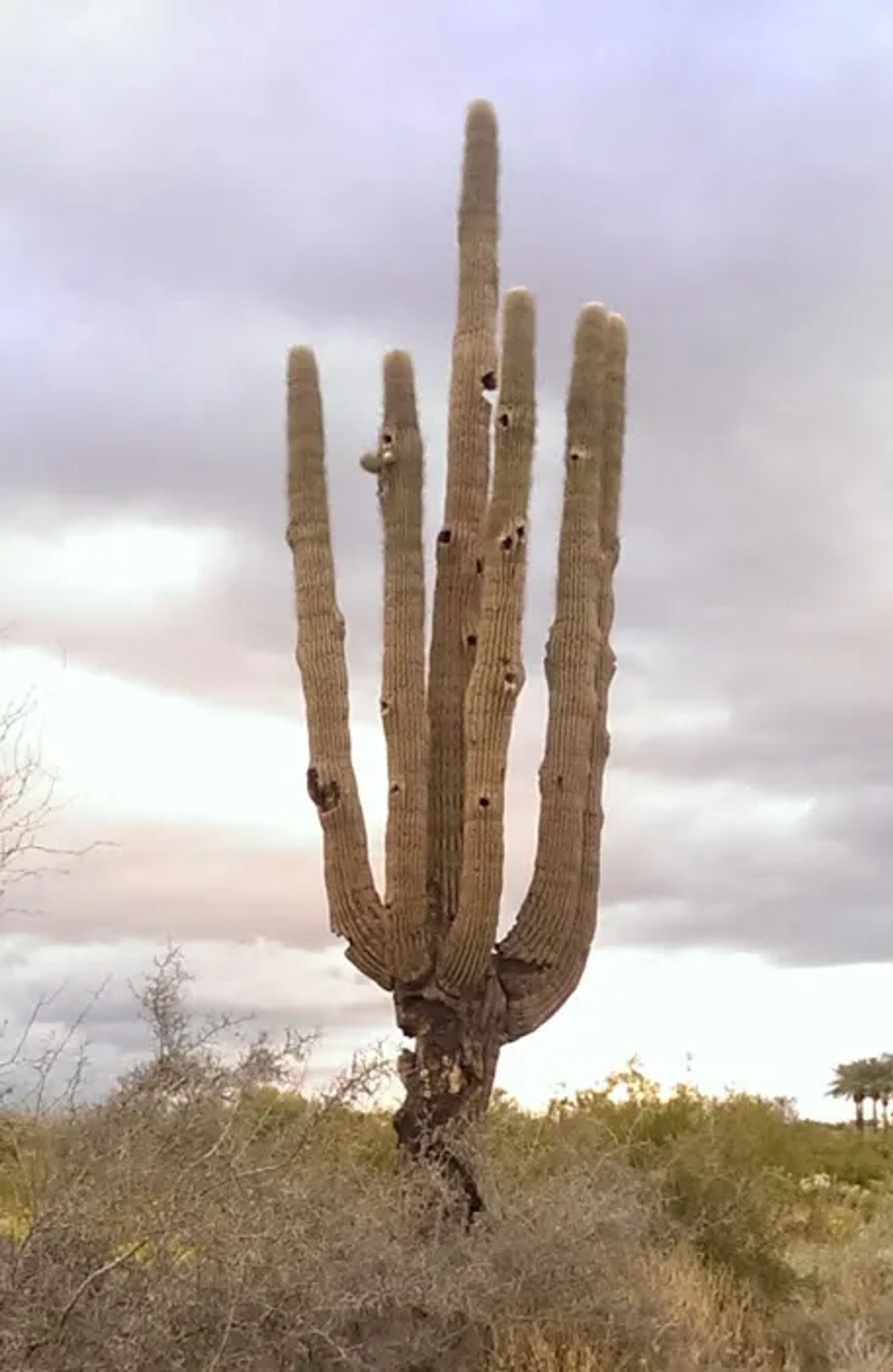 Photo of And old saguaro, with lots of old bird nests, in Arizona