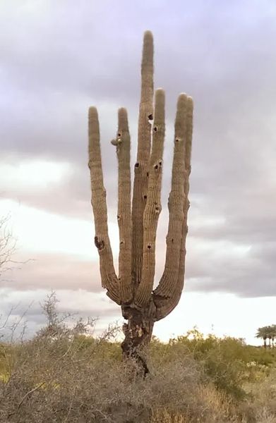 Photo of And old saguaro, with lots of old bird nests, in Arizona