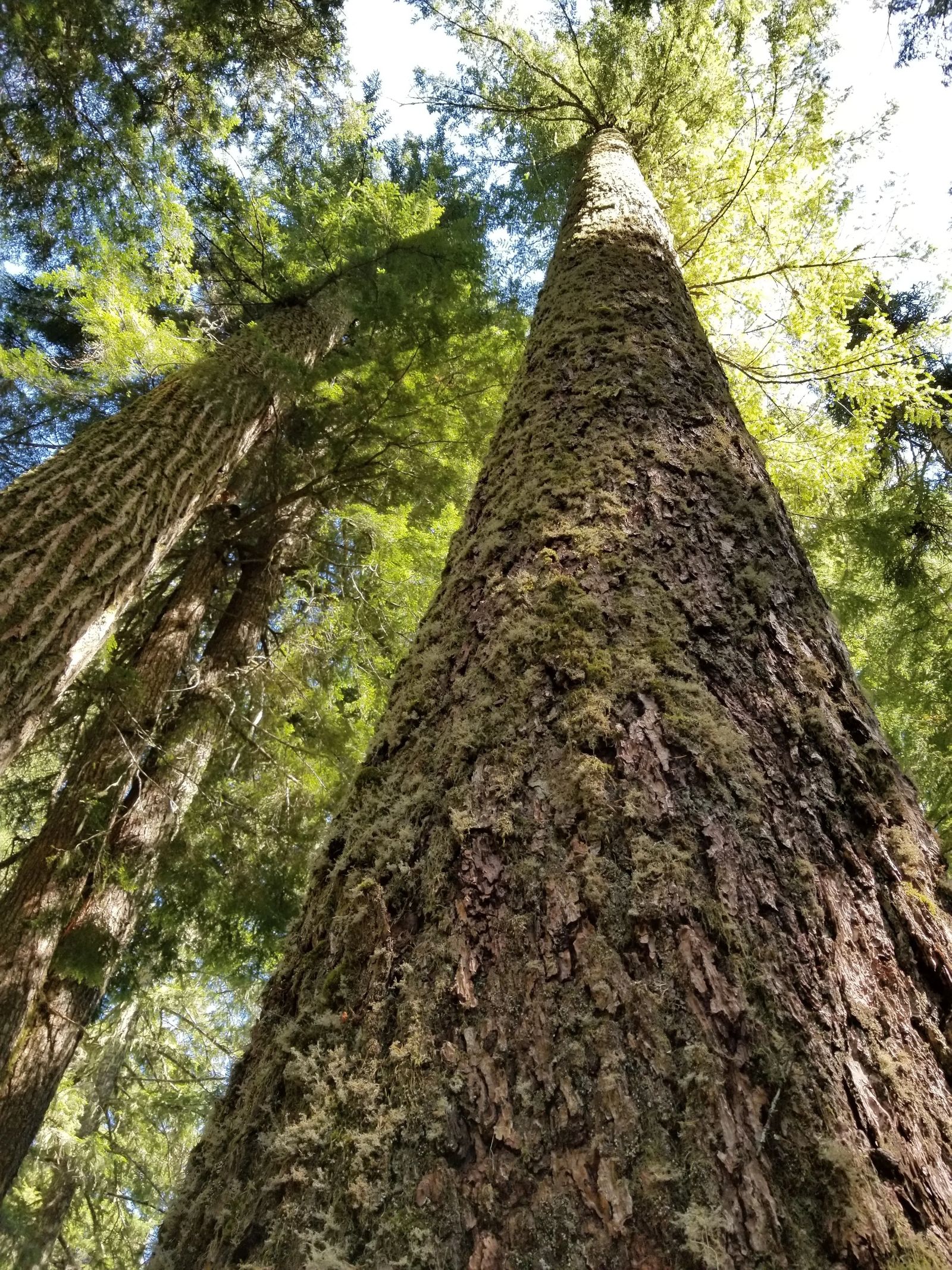 photo of Douglas Fir tree in Hackelman Forest, Oregon