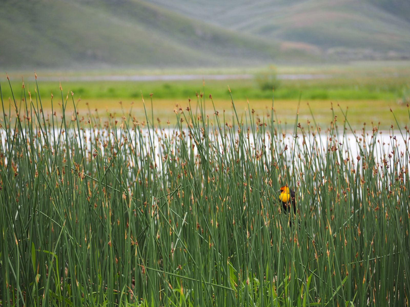 Photo of bird and rushes at Camas Centennial Marsh