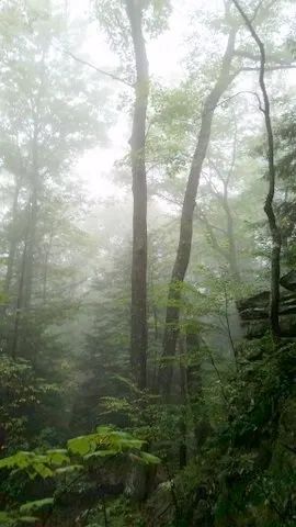 Photo of Cranberry Glades Botanical Area in West Virginia