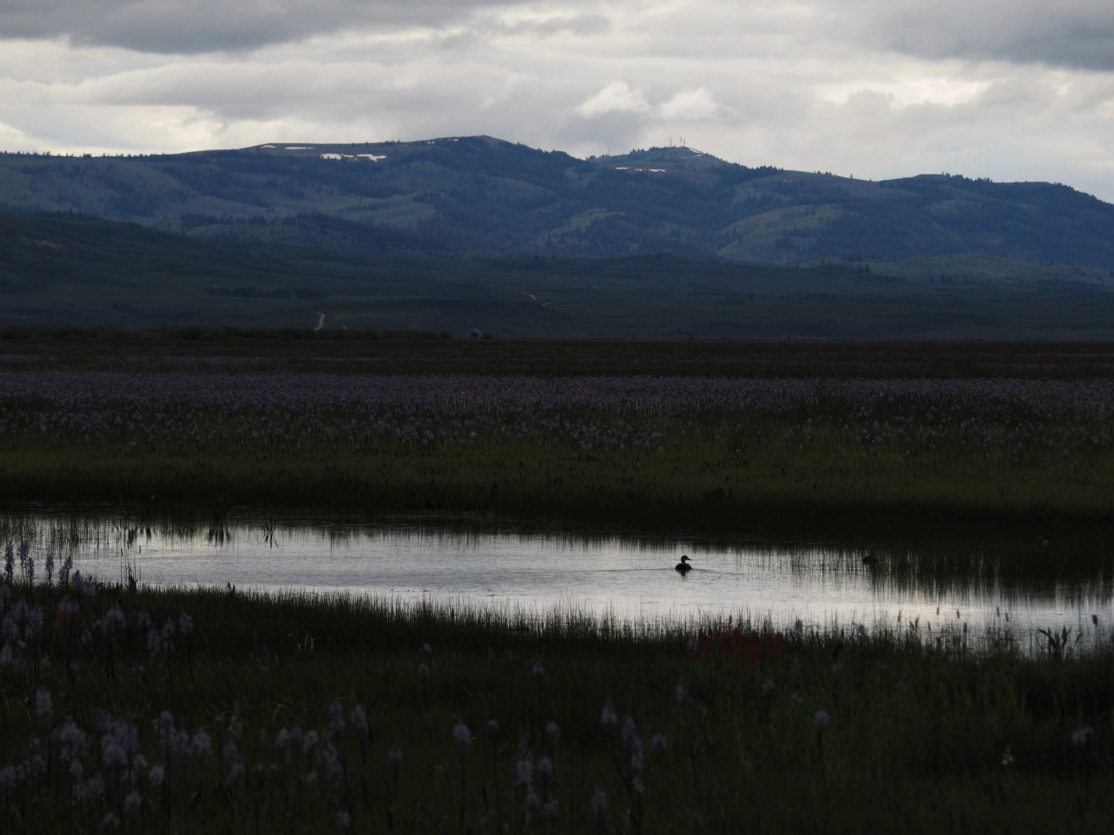 Photo of sleepy duck at Camas Centennial Marsh