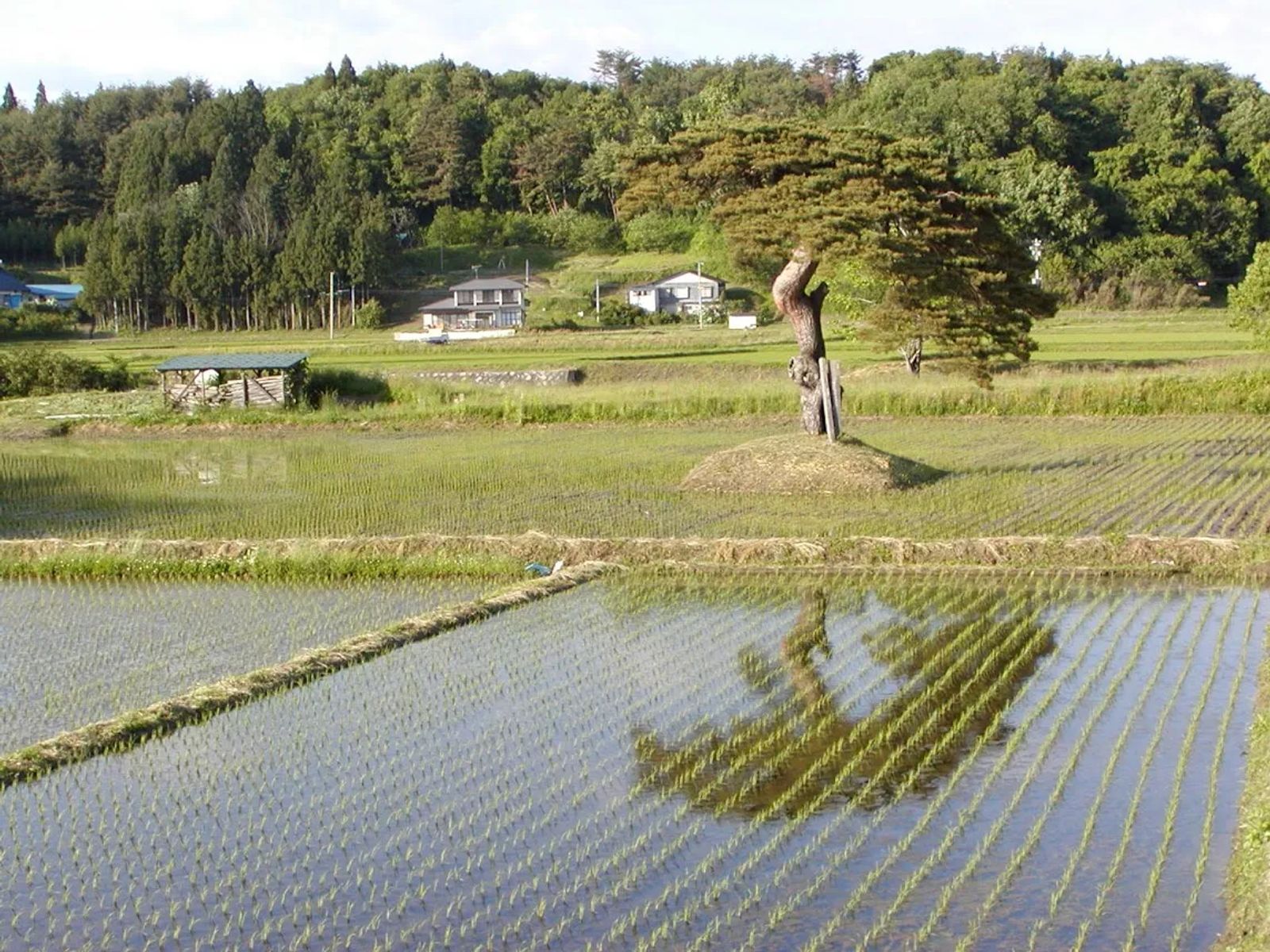 Photo of A beautiful old bonsai right in the middle of the rice paddy.