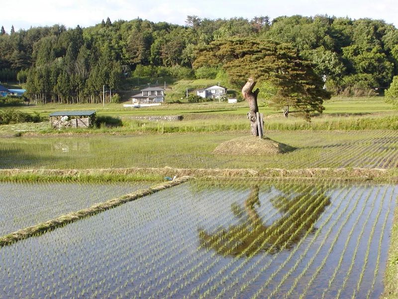 Photo of A beautiful old bonsai right in the middle of the rice paddy.