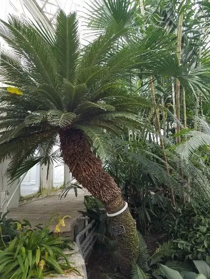 Photo of King Sago Cycadaceae Cycas revoluta in St. Paul, Minnesota