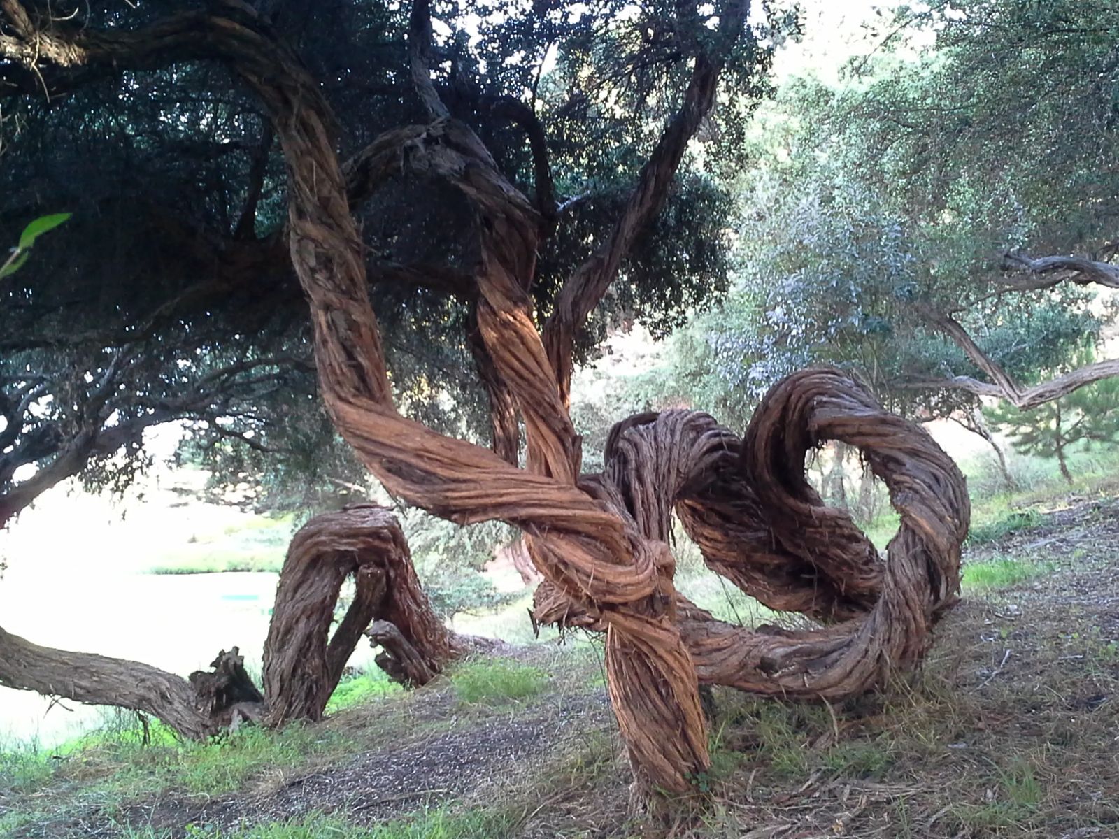 A photo of some twisted trees in San Francisco, California