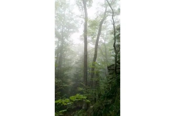 Photo of Cranberry Glades Botanical Area in West Virginia