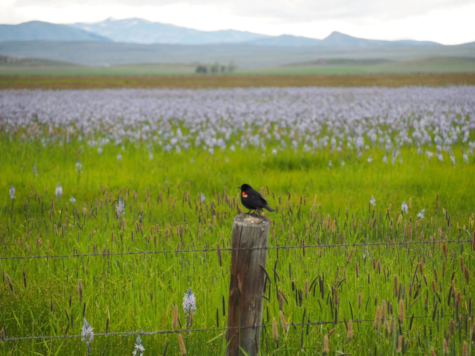 Photo of redwing blackbird at Camas Centennial Marsh