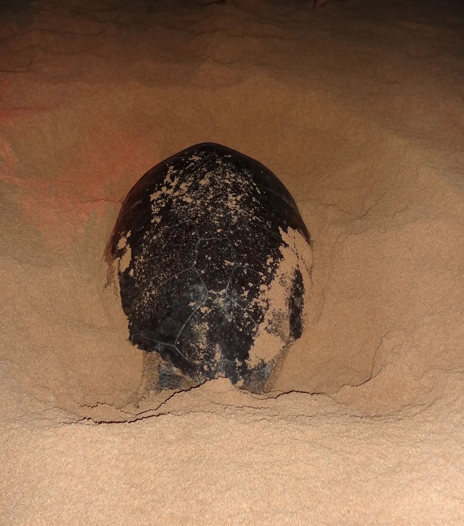 Photo of Ascension Island sandy beach on which a green turtle is laying eggs at night
