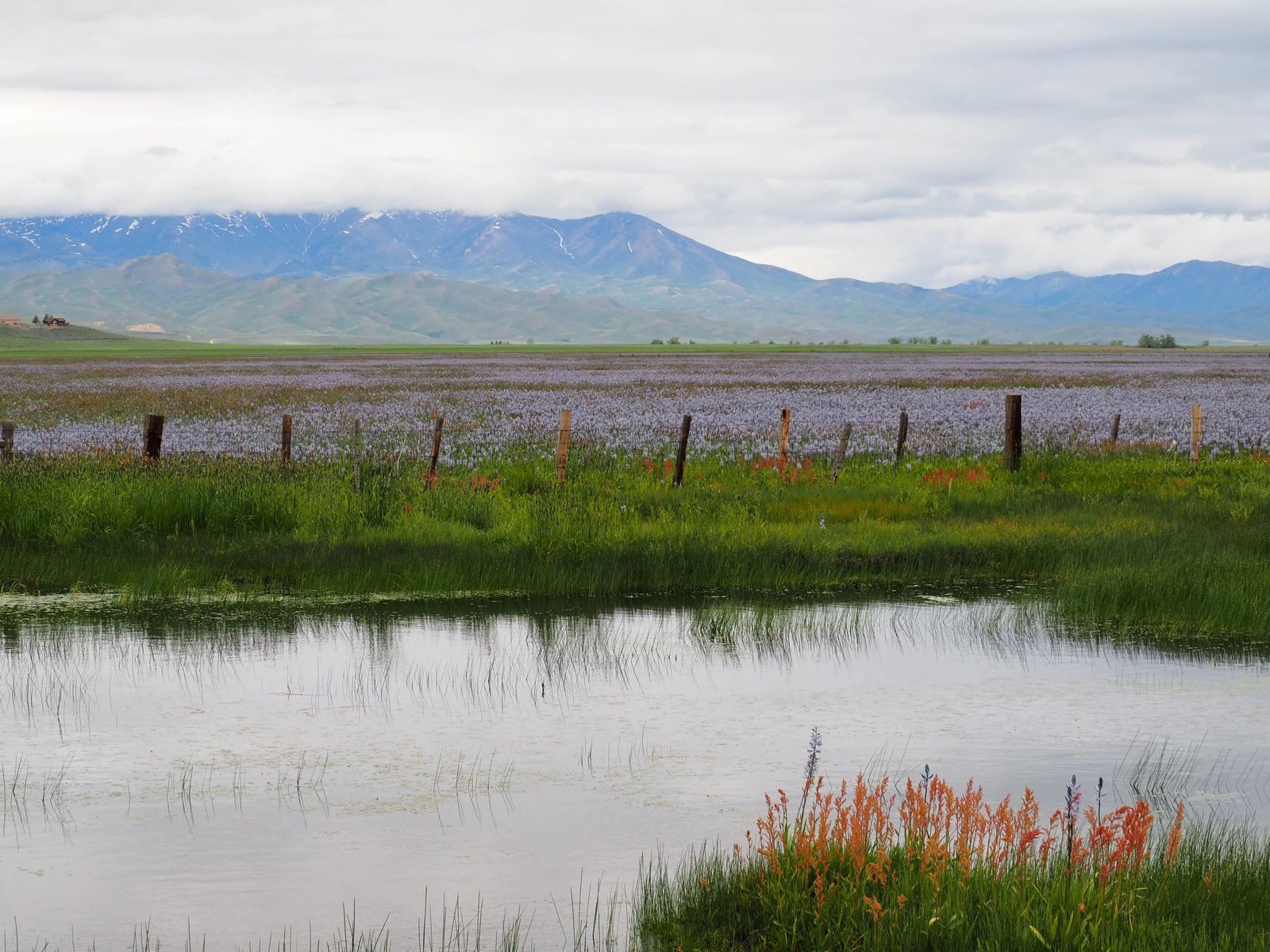 Photo of lilies at Camas Centennial Marsh