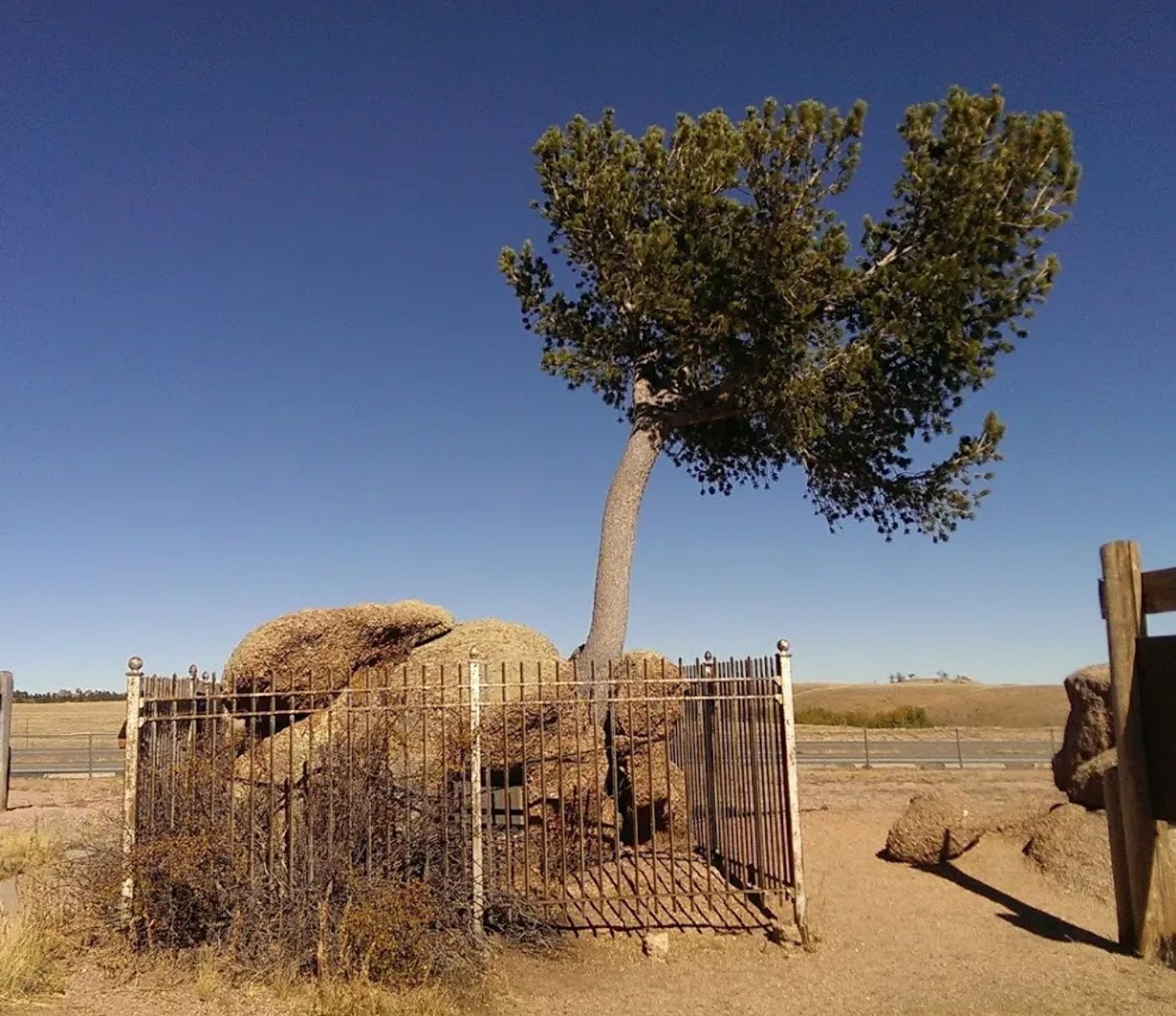 Photo of the tree growing out of a rock near Laramie, Wyoming